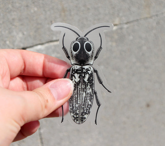 The eastern-eyed click beetle clear vinyl sticker held in front of some concrete.