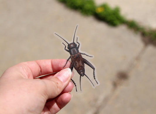 The field cricket clear vinyl sticker held above mildly overgrown concrete.