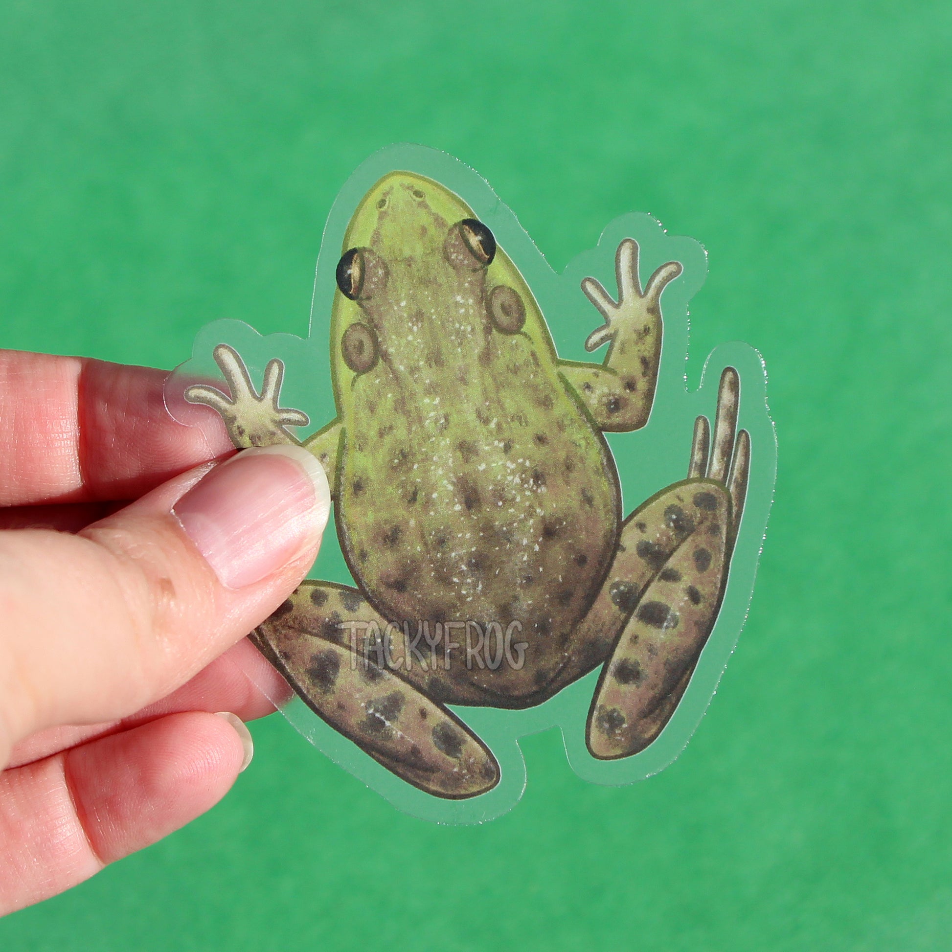 A clear vinyl sticker of an American bullfrog.