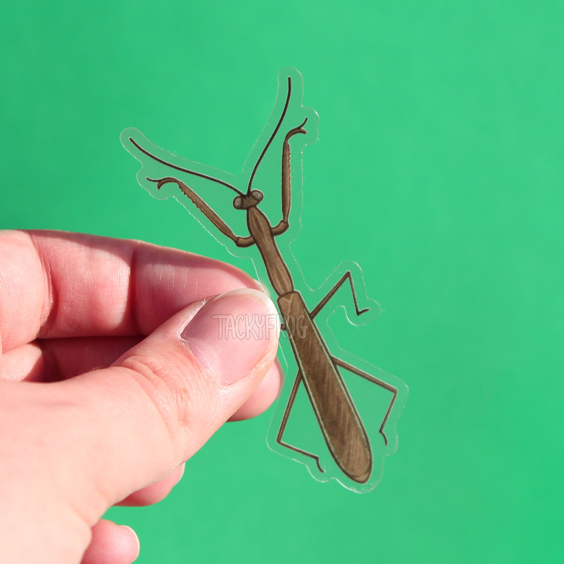 A clear vinyl sticker of a brown and green praying mantis, specifically the Chinese mantis.