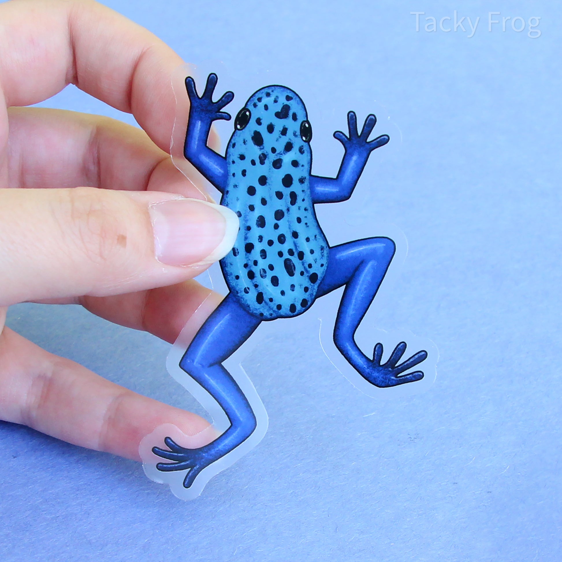 A clear vinyl sticker of a blue spotted dart frog. It is roughly 2.30 by 3.5 inches.