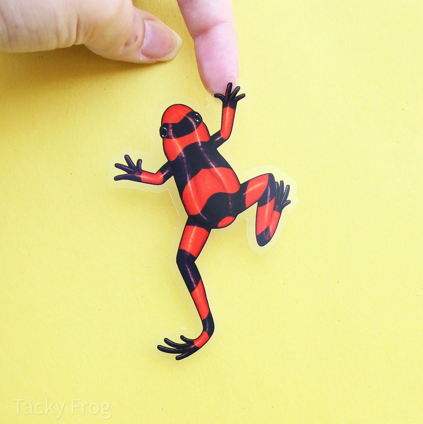 A clear vinyl sticker of a red banded dart frog. It is roughly 2.6 by 4 inches.