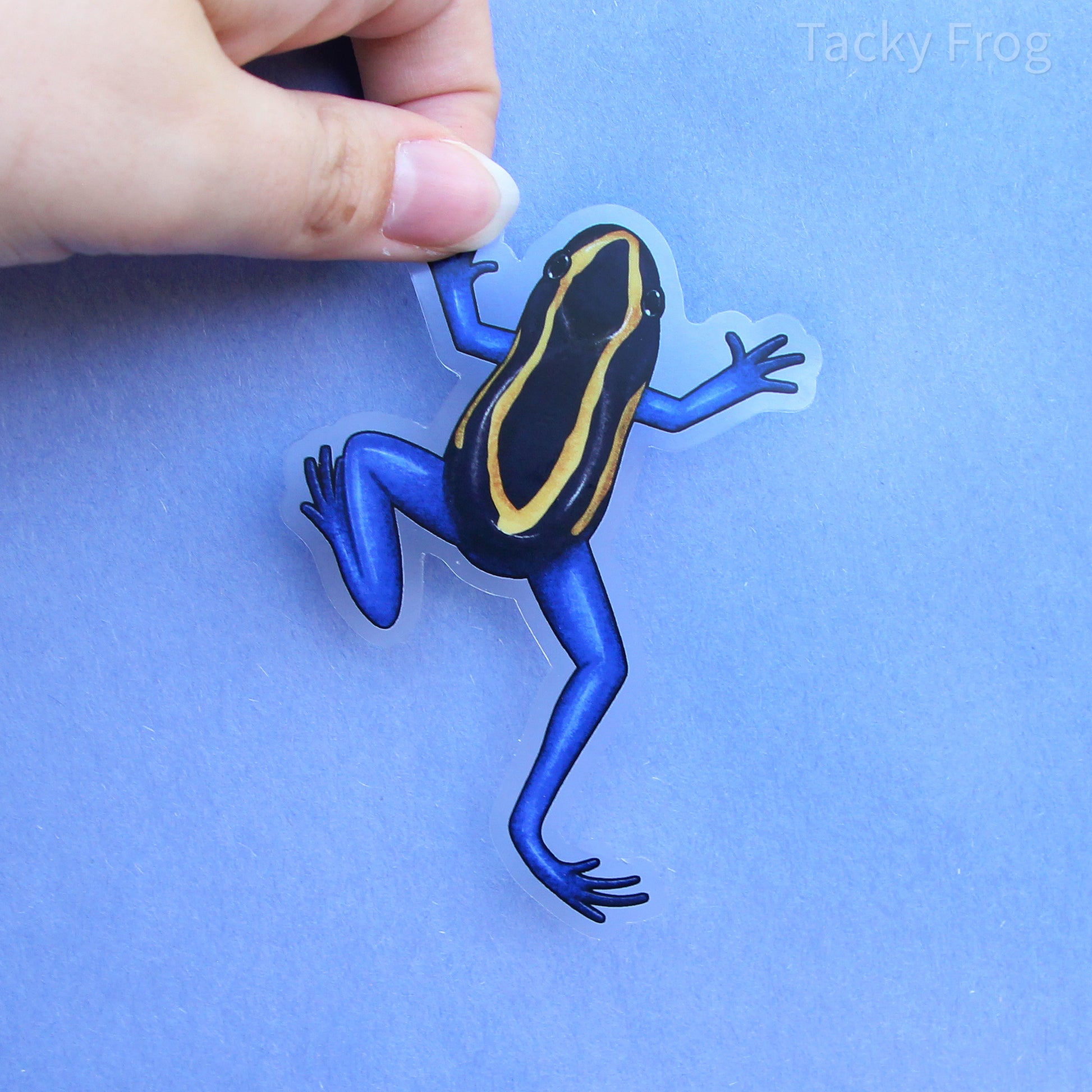 A clear vinyl sticker of a dart frog that is blue, yellow, and black. It is roughly 2.80 by 4 inches in size.