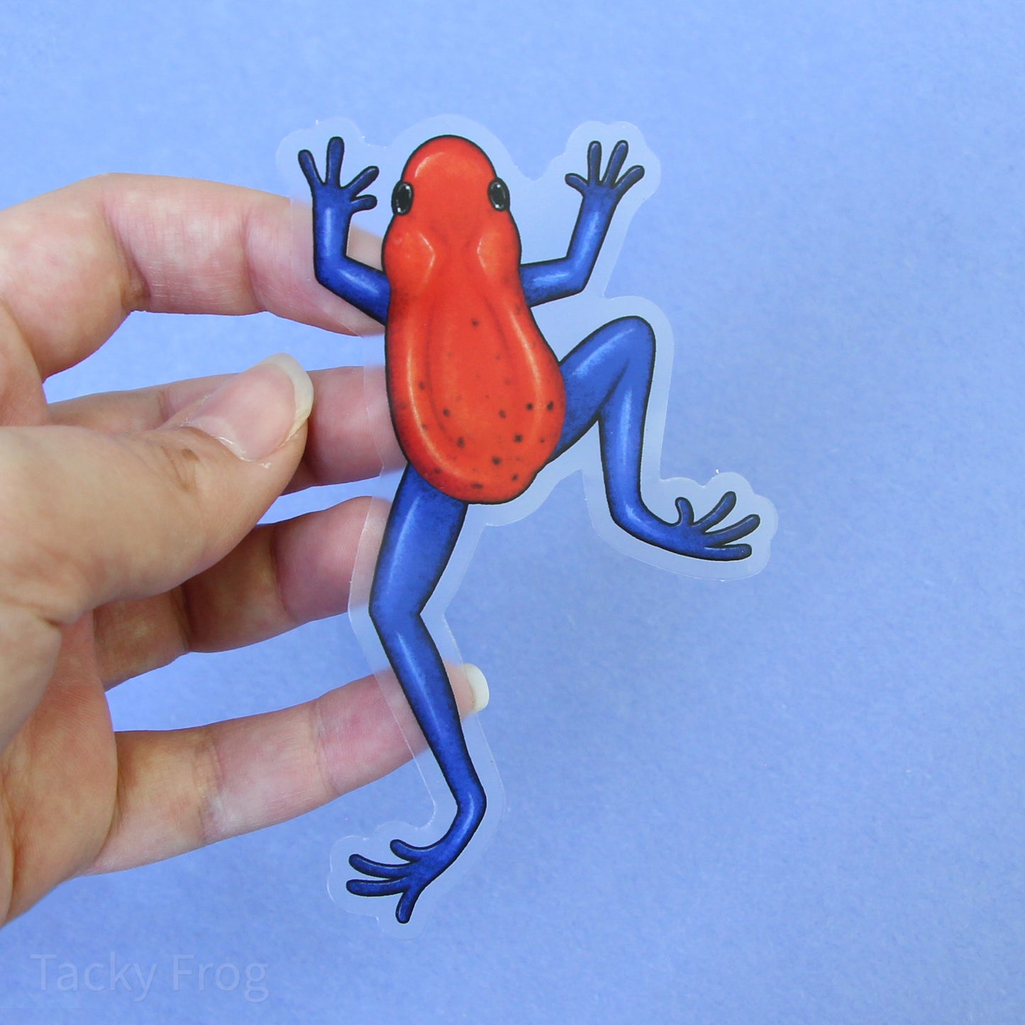 A clear vinyl sticker of a blue and red dart frog. It is approximately 2.5 by 4.25 inches.