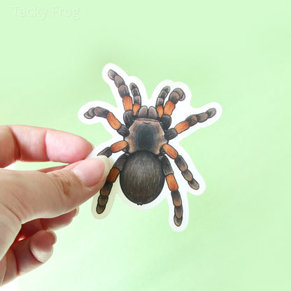 The smaller red knee tarantula sticker with the white paper backing still on.