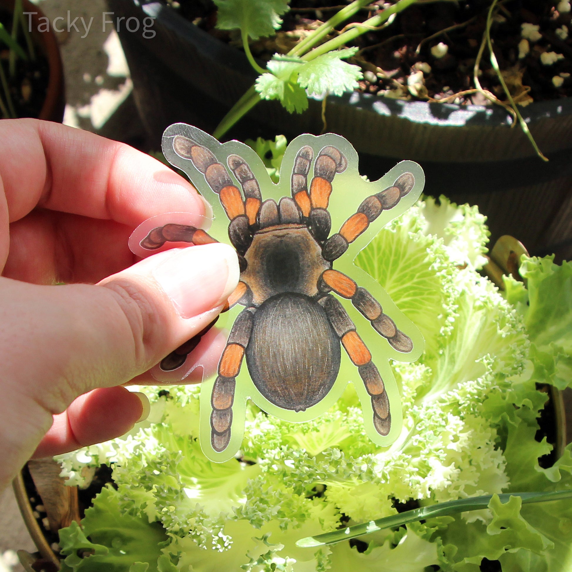 The 2.66 by 3 inch red knee tarantula clear vinyl sticker held in front of decorative kale.