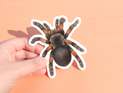 The 4-inch-tall clear vinyl sticker of a red-knee tarantula with the white paper backing still on.