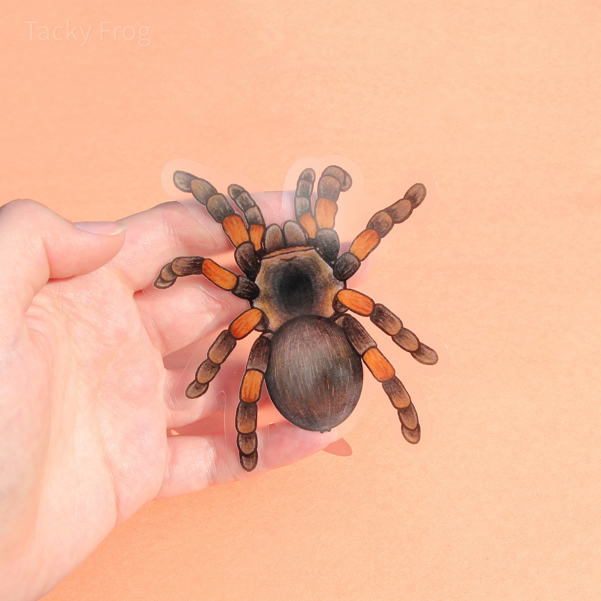 The 4-inch-tall clear vinyl sticker of a red-knee tarantula