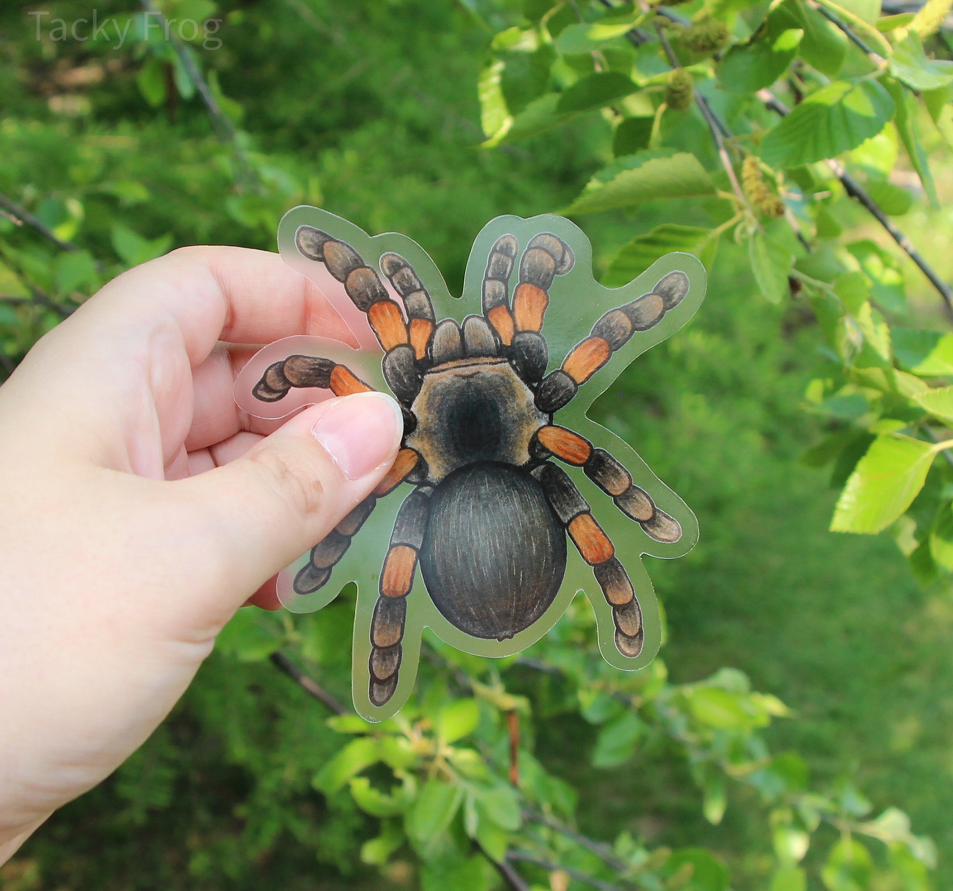 The 4-inch-tall clear vinyl sticker of a red-knee tarantula held up in front of some branches.