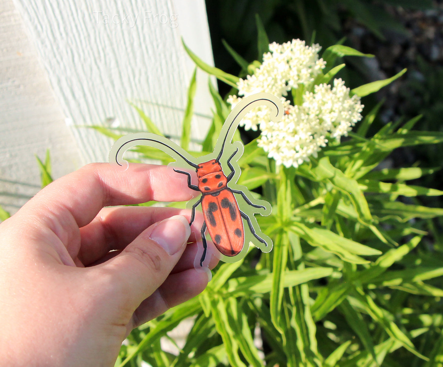 A clear vinyl sticker of a milkweed beetle held in front of a milkweed plant.