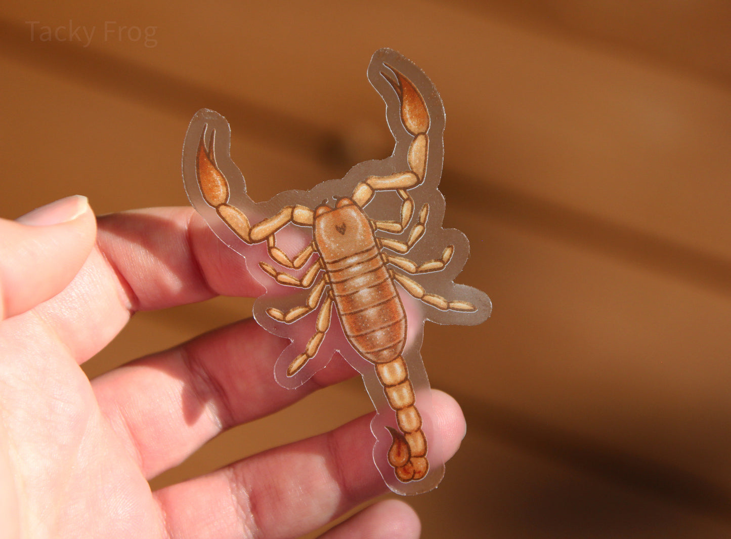 The orange-ish tan scorpion held over a brown background.