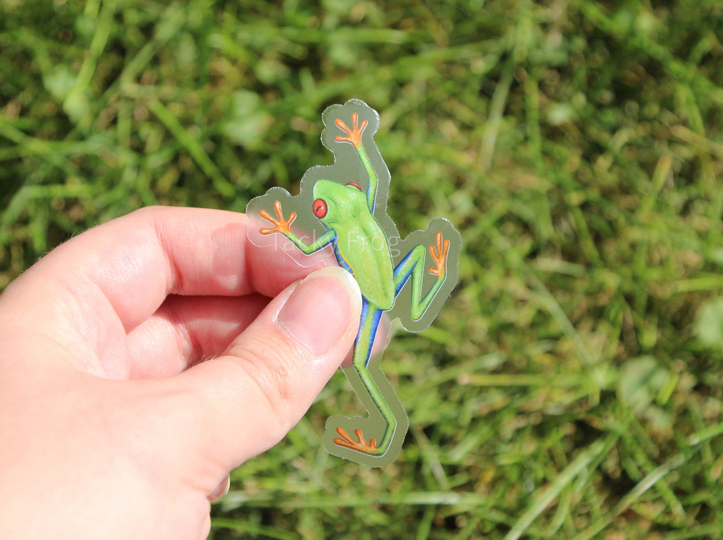 The red-eyed tree frog clear vinyl sticker held up over some grass.