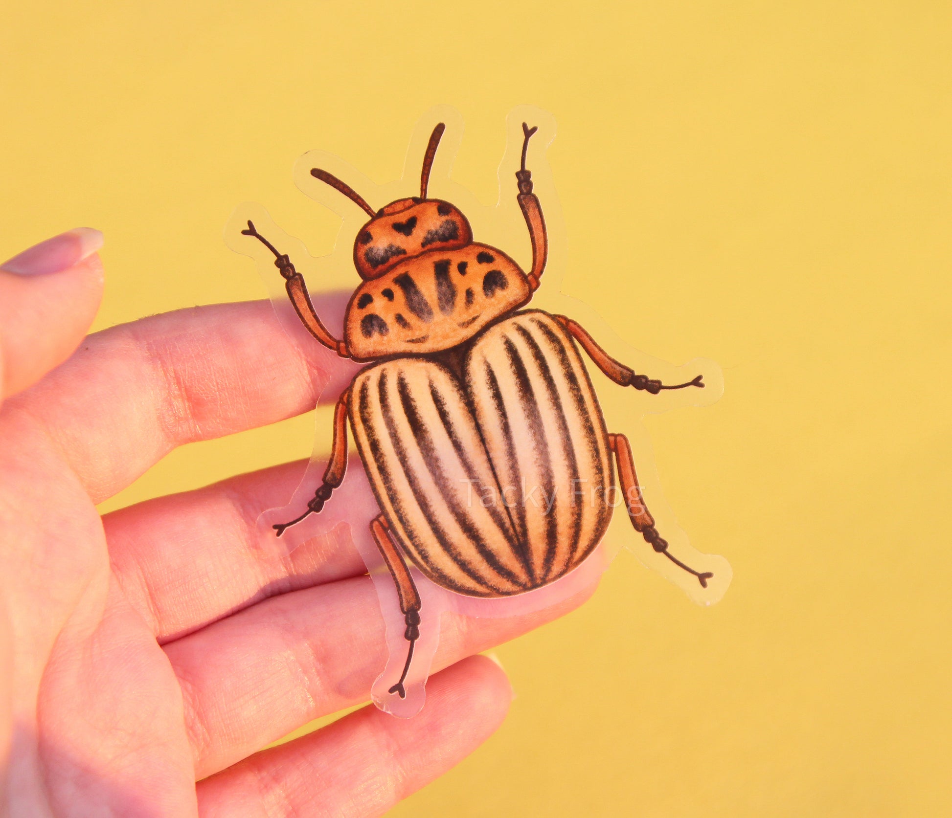 A clear vinyl sticker of a potato beetle. There is a warm glow in the photo because the picture was taken during sunset.