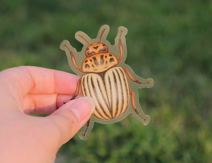 Another view of the potato beetle clear vinyl sticker, also taken during sunset.