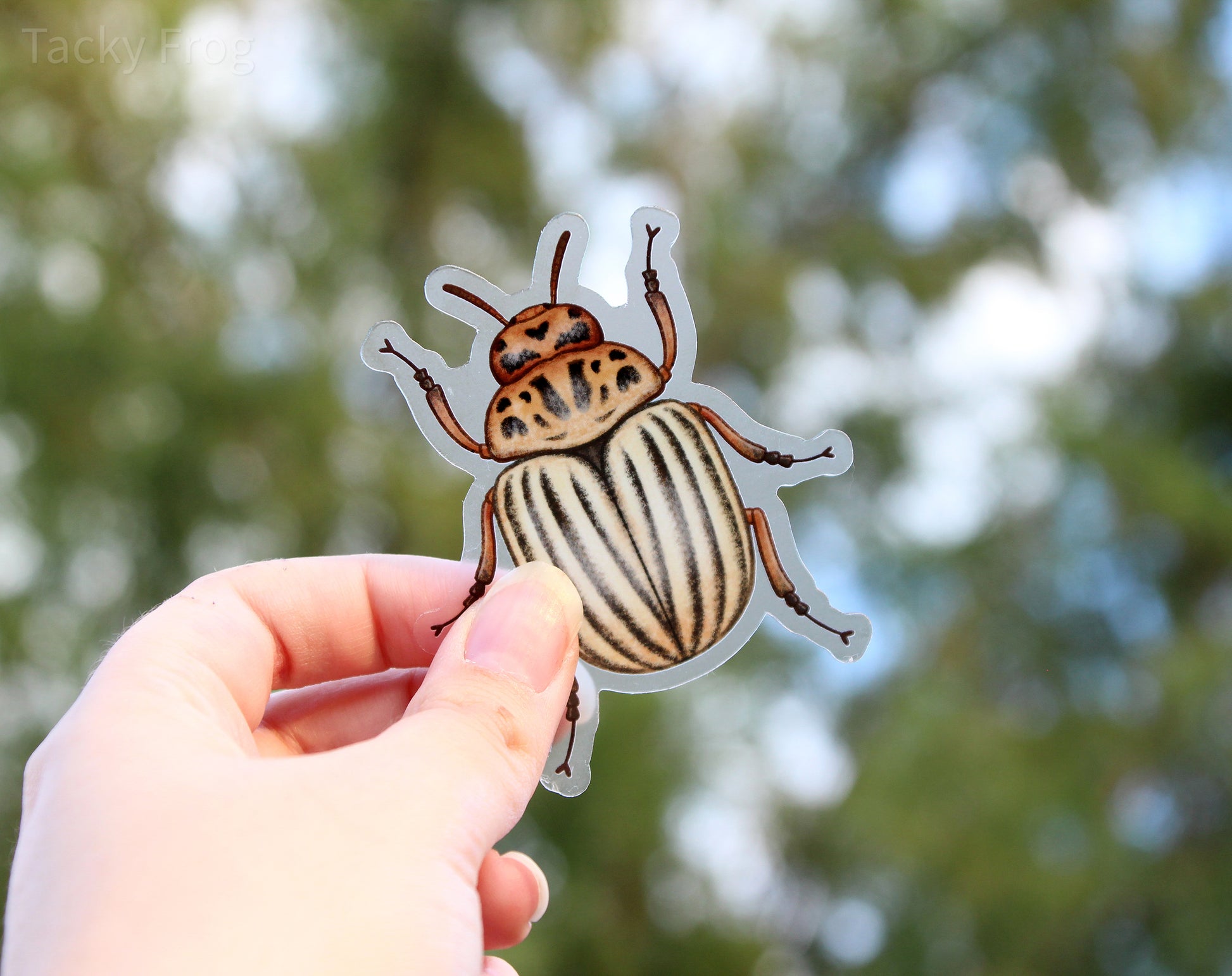 The potato beetle clear vinyl sticker held up in front of some tree branches.