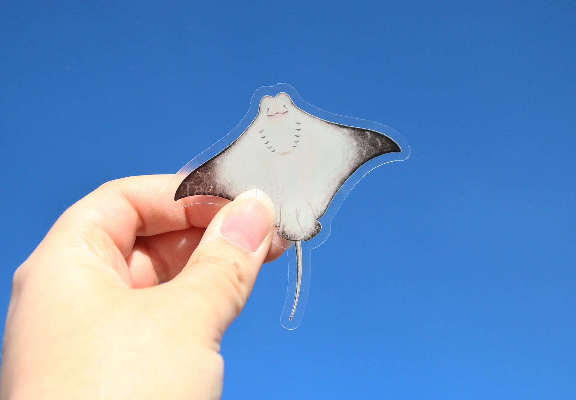 The stingray clear vinyl sticker held up in the air. The sticker depicts the belly-side of the stingray.