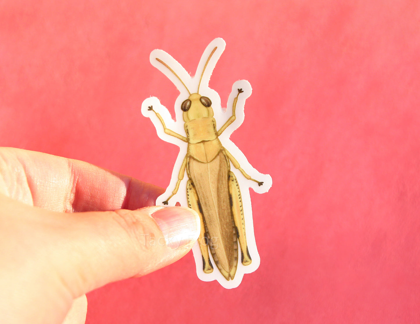 A clear vinyl sticker of a grasshopper with white paper backing.