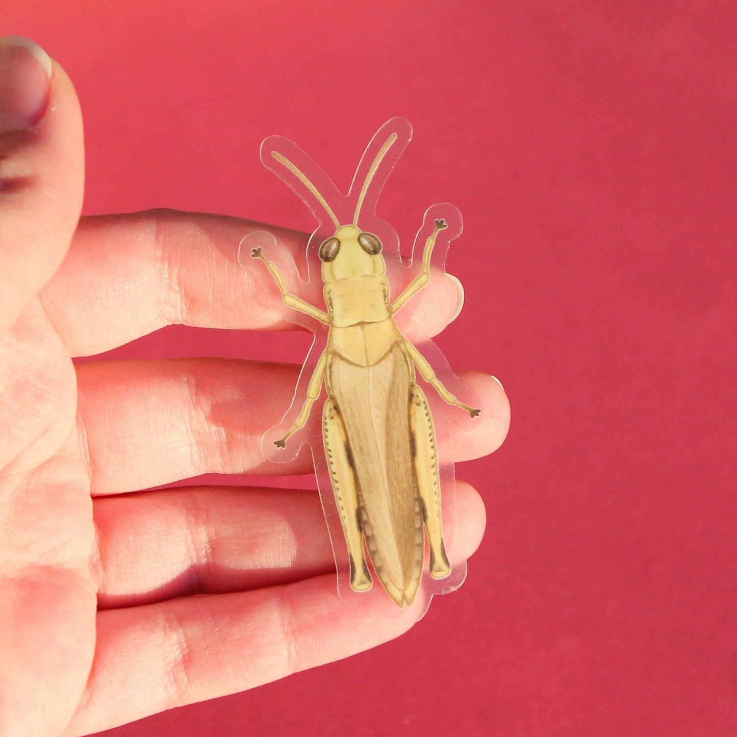 A clear vinyl sticker of a basic yellow-ish grasshopper.