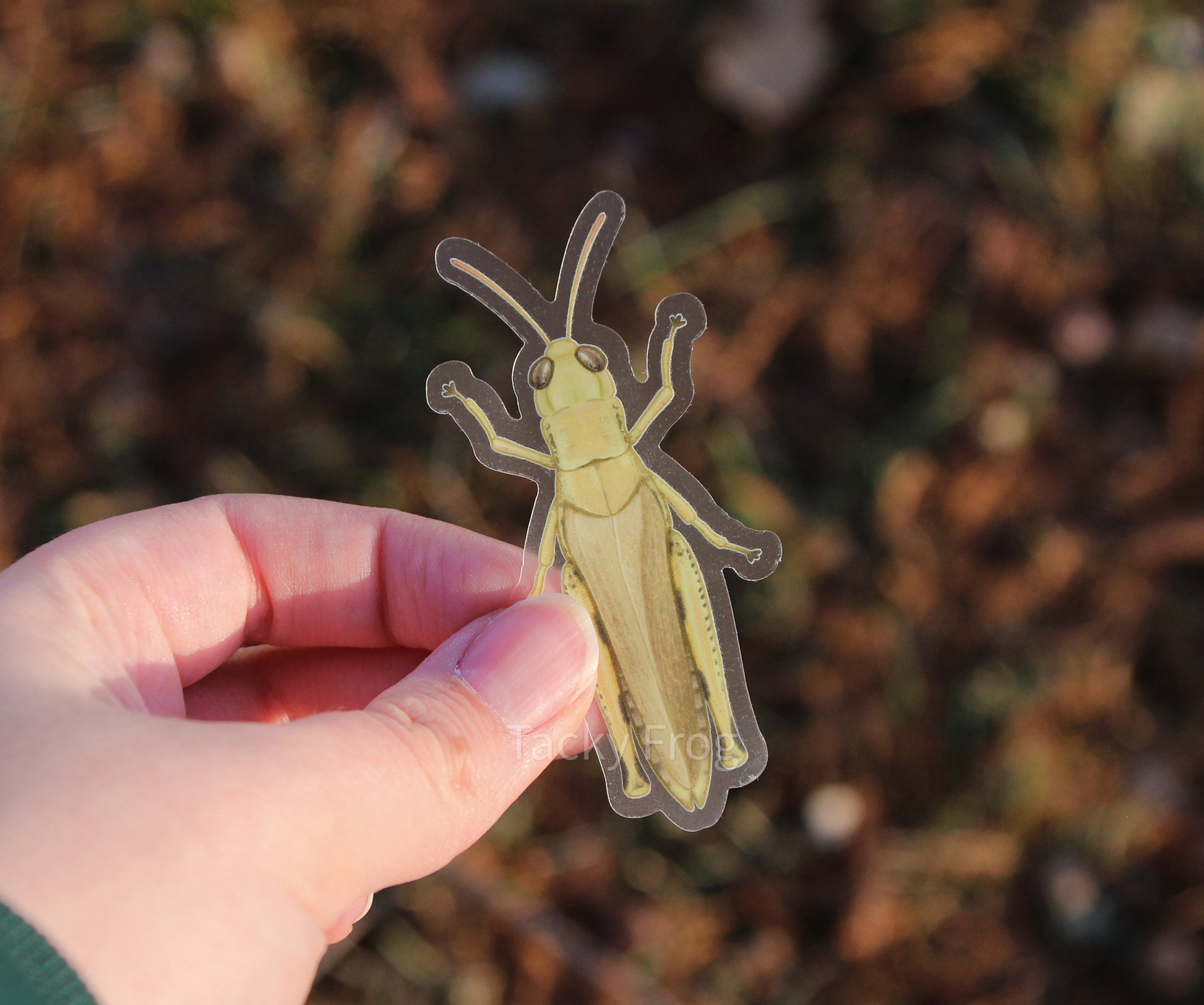 Another view of the clear vinyl sticker of a grasshopper.