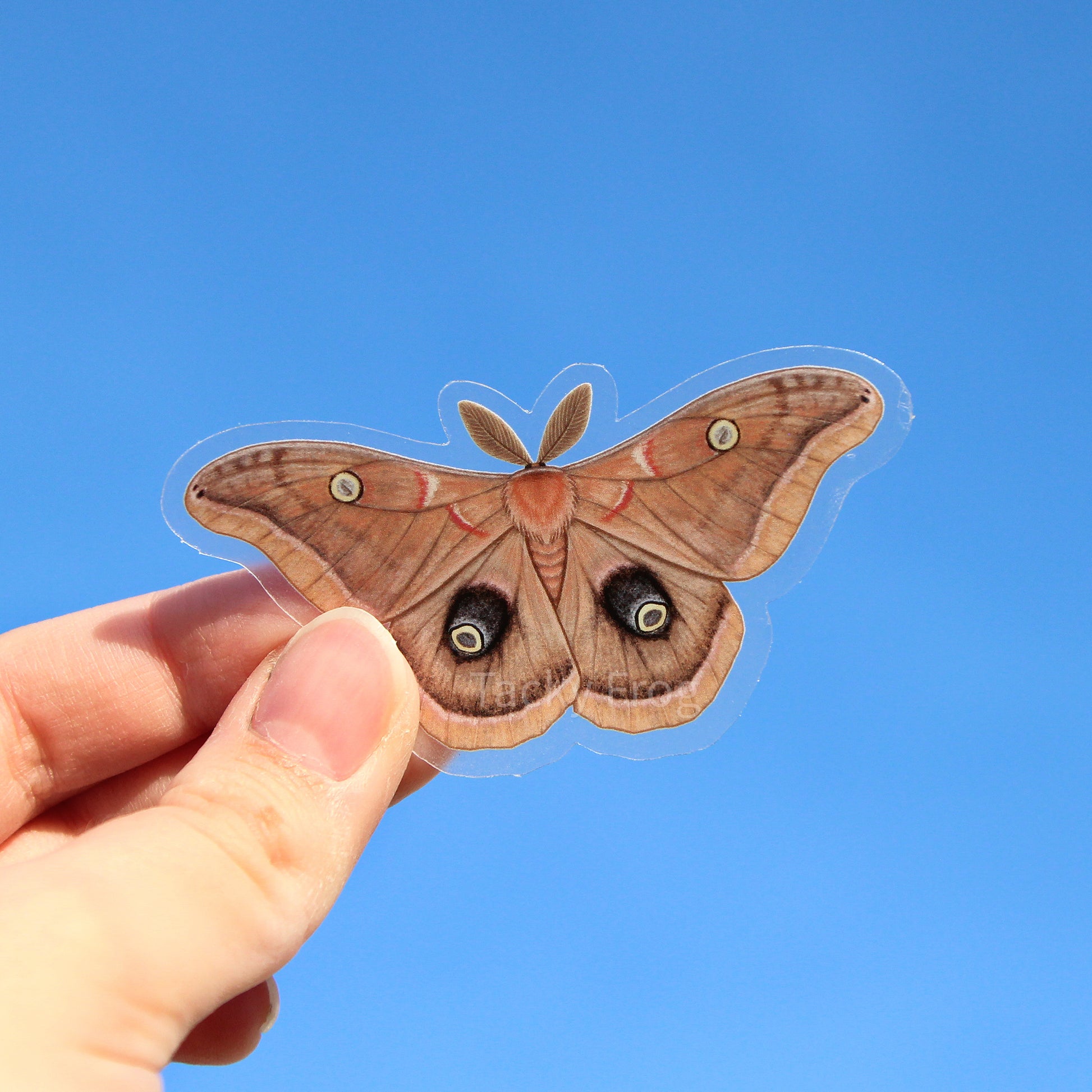 The Polyphemus moth clear vinyl sticker held up in the air.