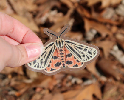 The tiger moth clear vinyl sticker held above some dead leaves.