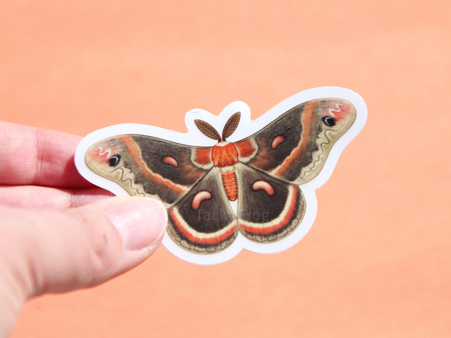 The cecropia moth clear vinyl sticker with the white paper backing still on.