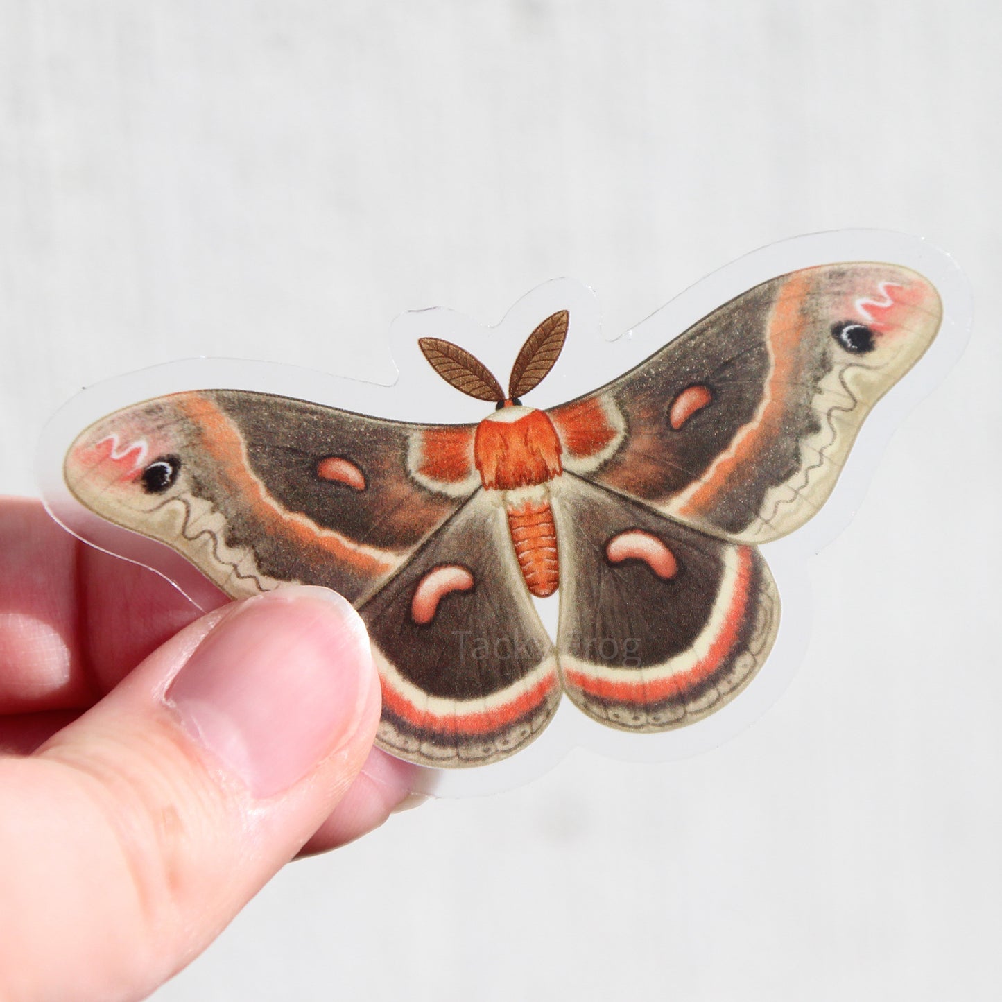 A clear vinyl sticker of a cecropia moth.