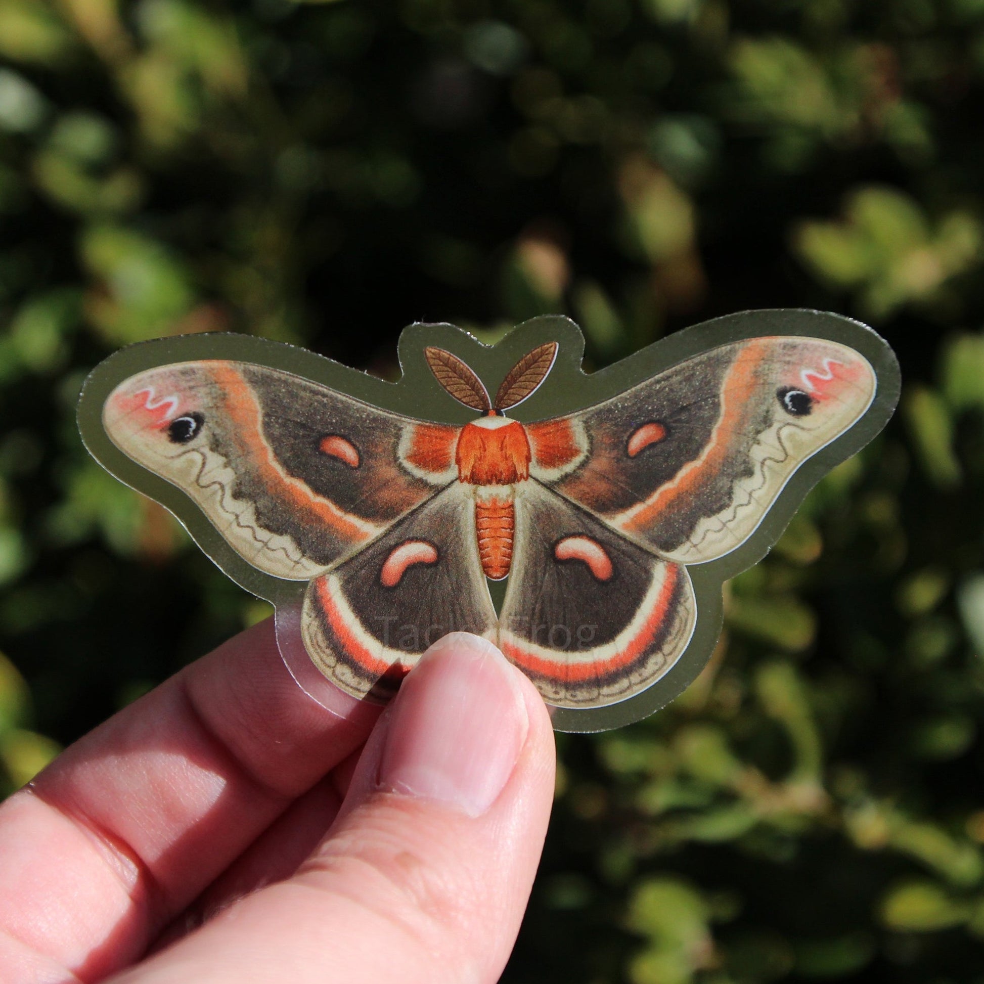 A clear vinyl sticker of a cecropia moth held in front of bush.