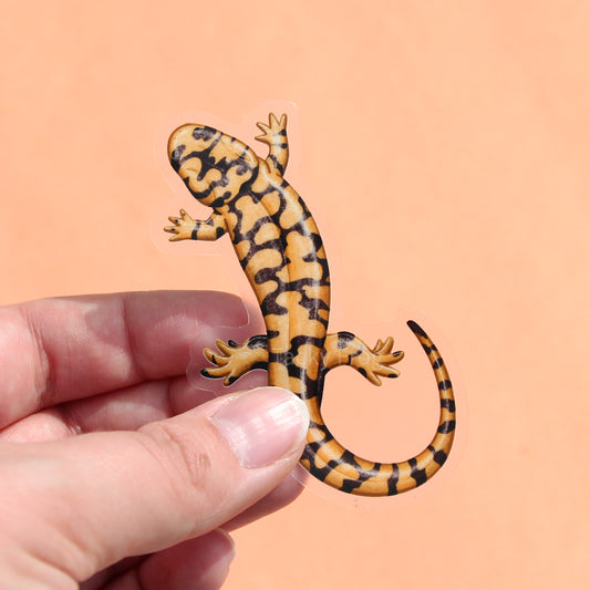 A clear vinyl sticker of a tiger salamander.