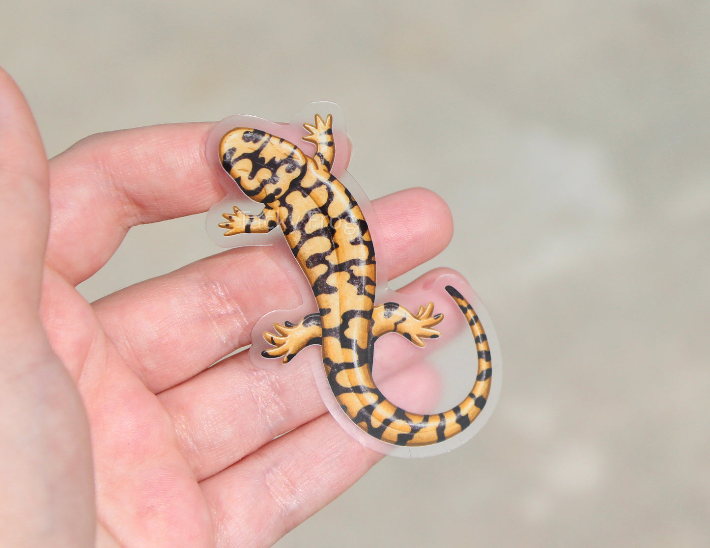 The salamander clear vinyl sticker held in a hand.