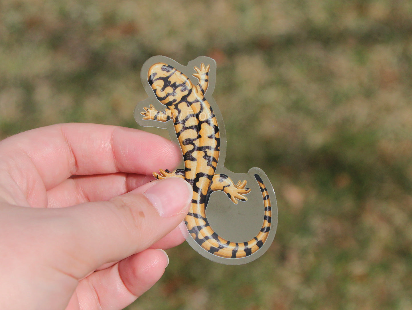 A clear vinyl sticker of a tiger salamander held up over the grass.