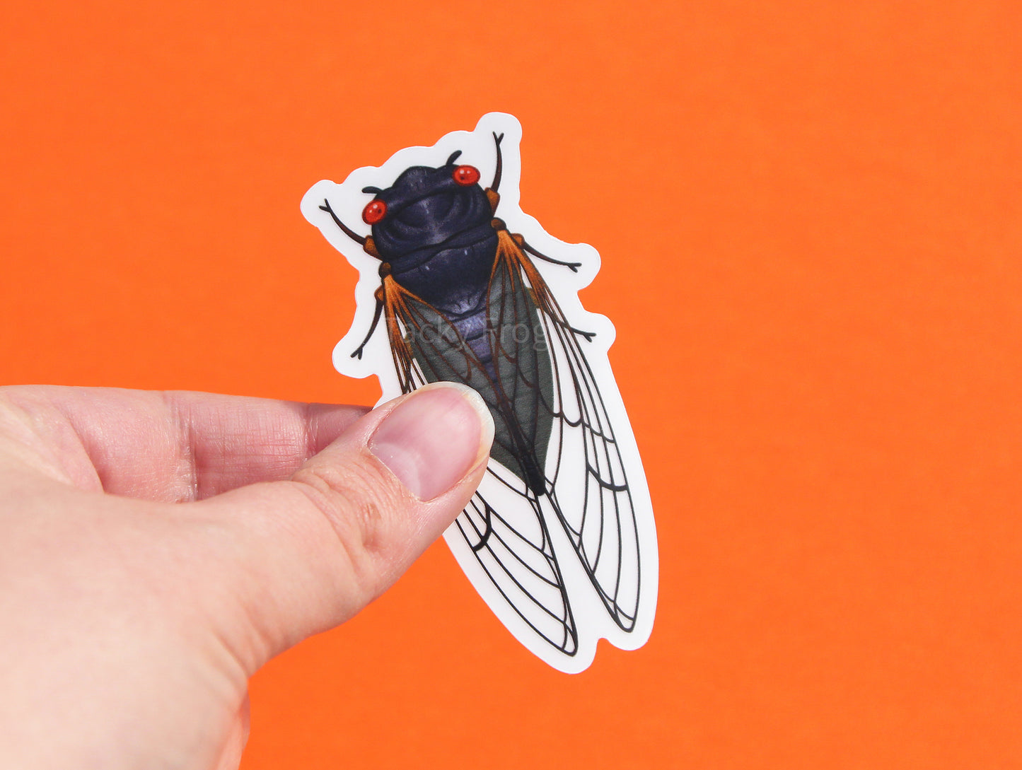 The red-eyed cicada clear vinyl sticker with the white paper backing still on.