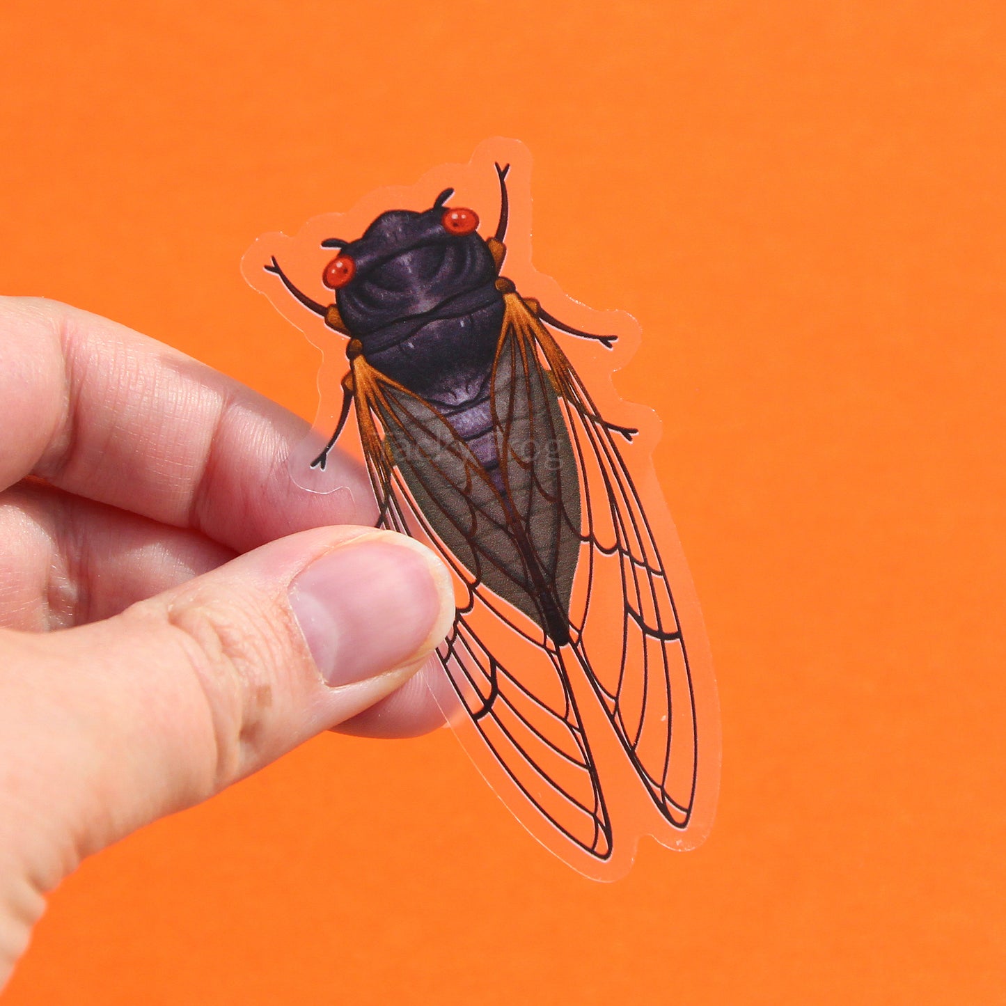 A clear vinyl sticker of a red-eyed periodical cicada.