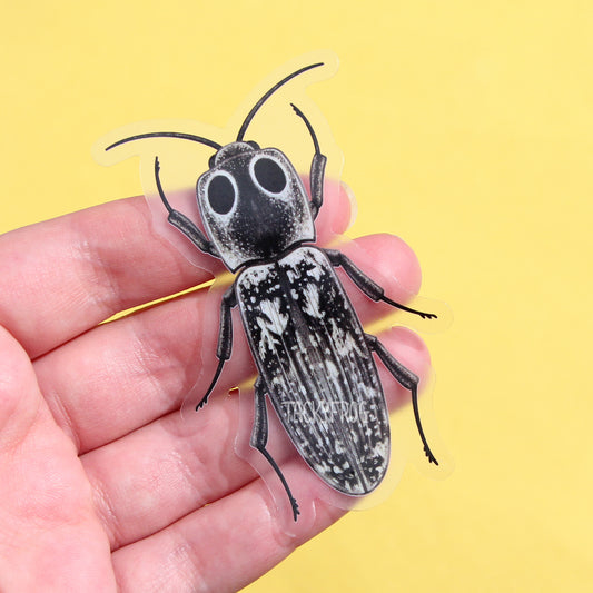 A clear vinyl sticker of an eastern eyed click beetle