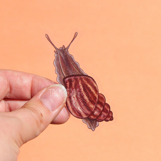 A clear vinyl sticker of a dark reddish-brown snail with lighter orange stripes. It looks like a tiger snail.