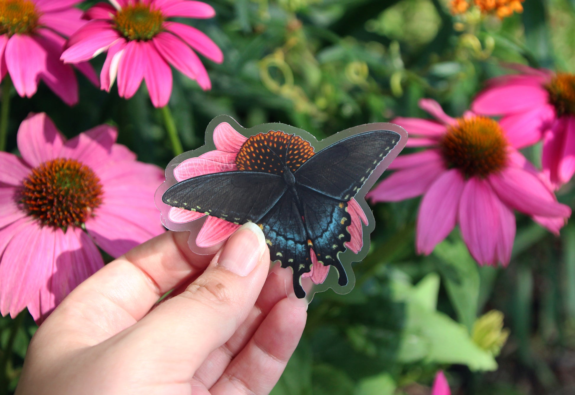 The swallowtail butterfly on coneflower sticker held up in front of some coneflowers.