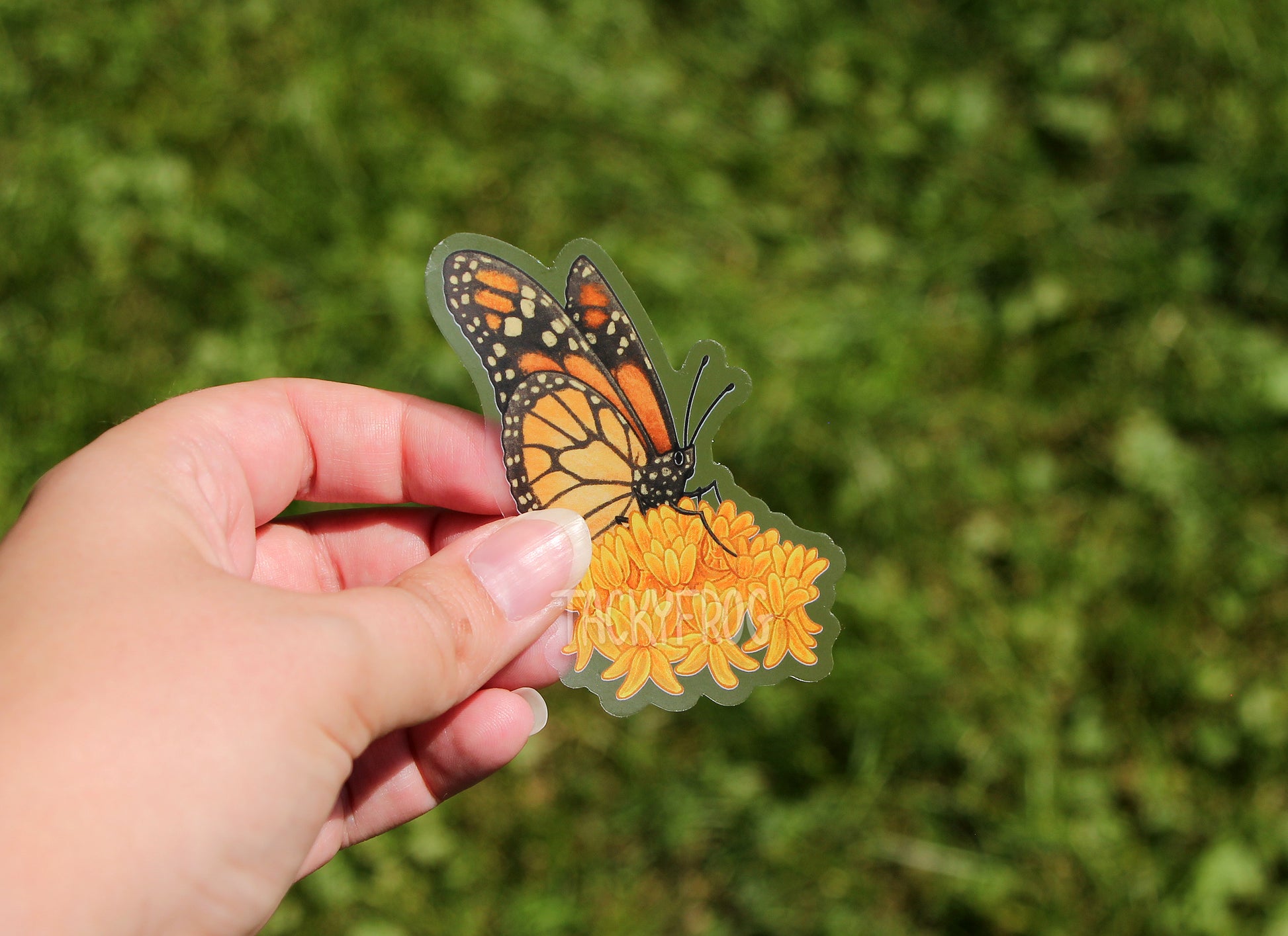 A monarch butterfly on orange milkweed clear vinyl sticker held above the grass.