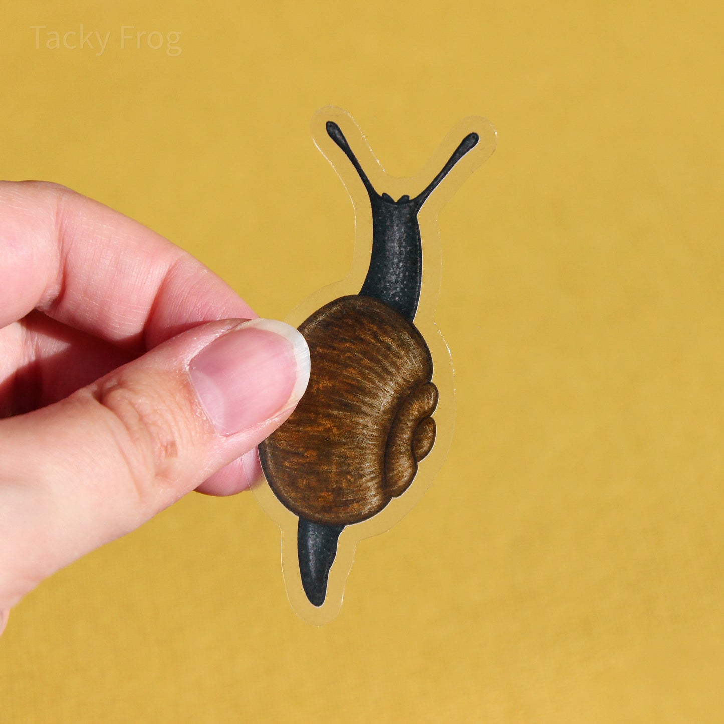 A clear vinyl sticker of a black gloss snail. It is very dark blue with a dark brown shell.