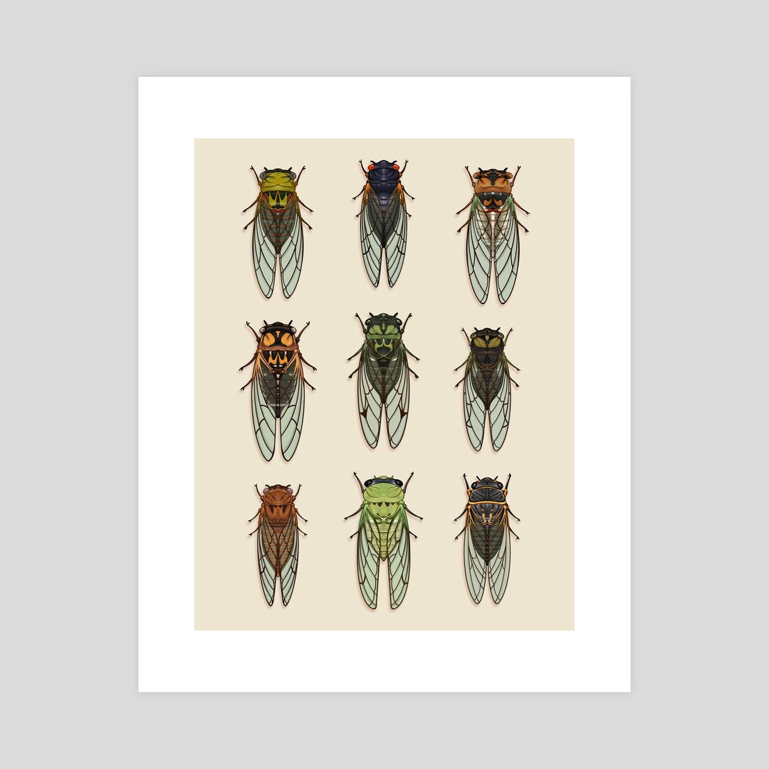 A mockup of an art print featuring illustrations of nine different cicadas that can be found in the United States
