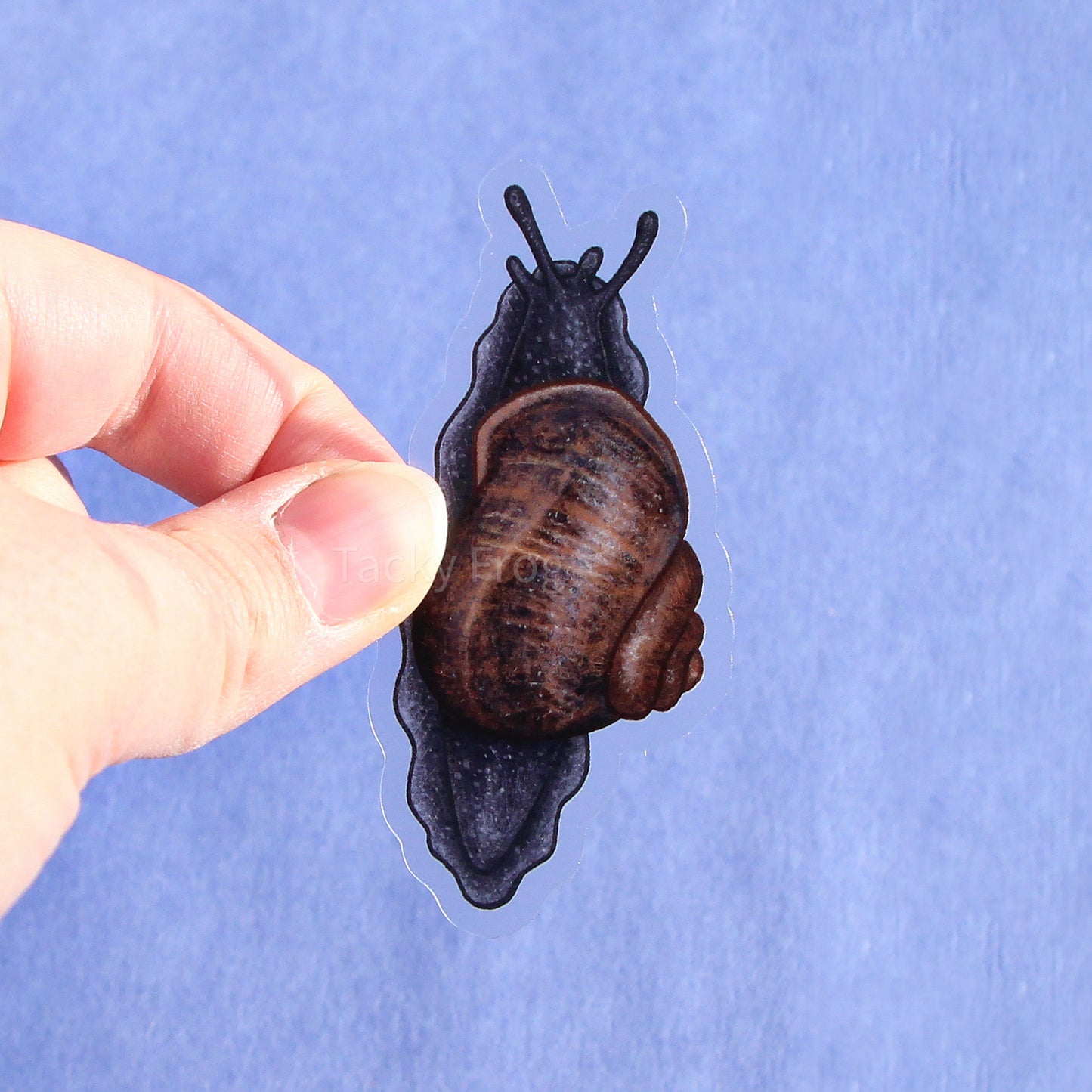 A clear vinyl sticker of a dark blue and brown snail.