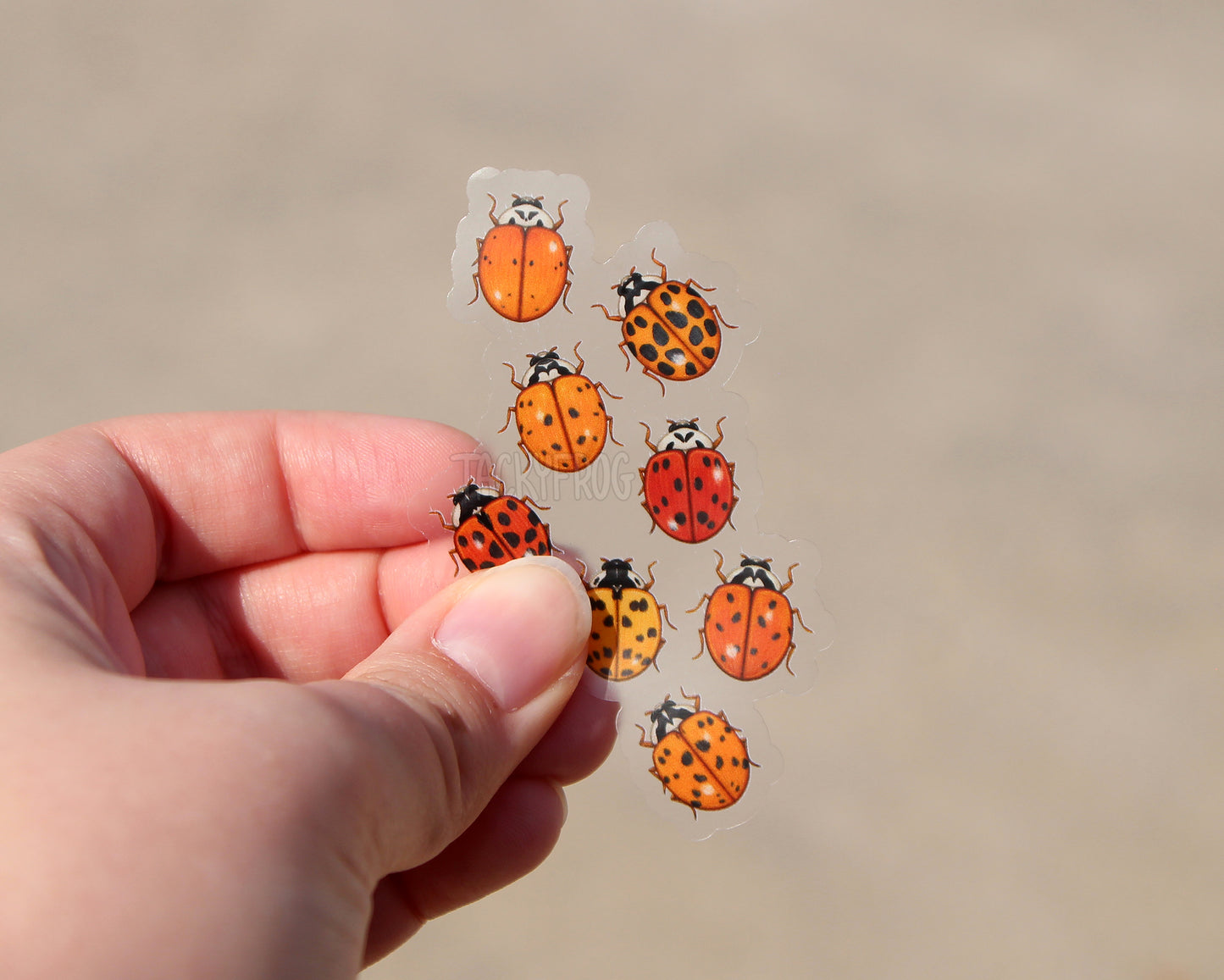 The clear vinyl sticker of eight ladybugs held over concrete.