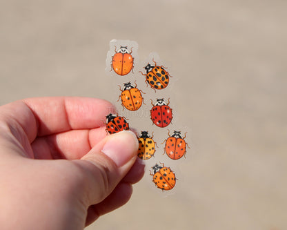 The clear vinyl sticker of eight ladybugs held over concrete.