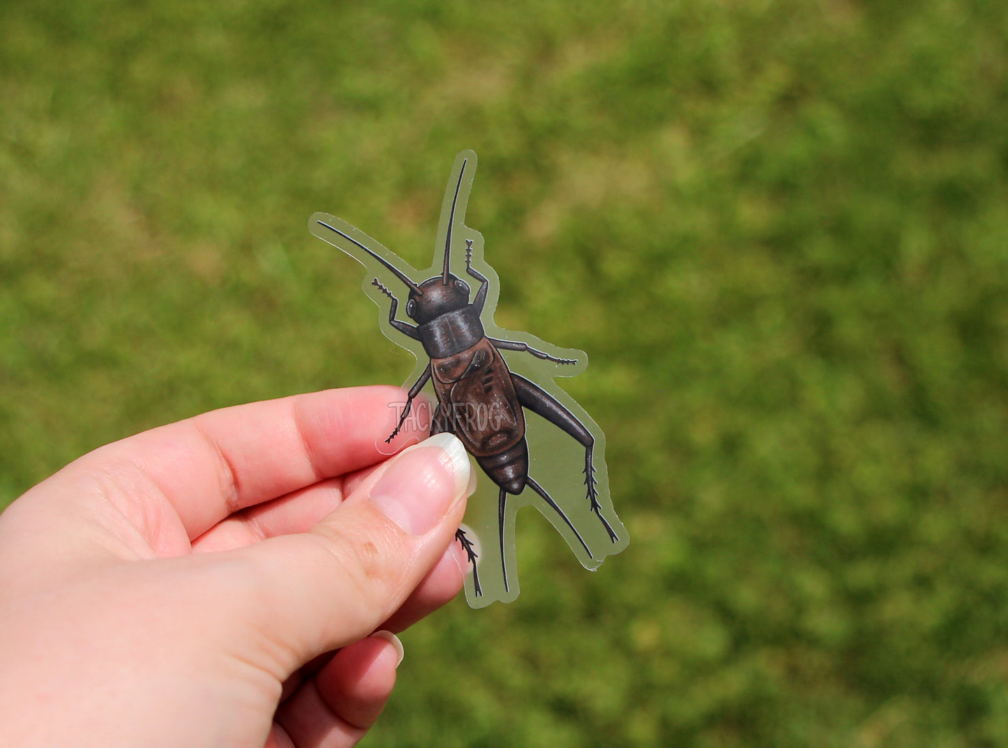 The field cricket clear vinyl sticker held over the grass.