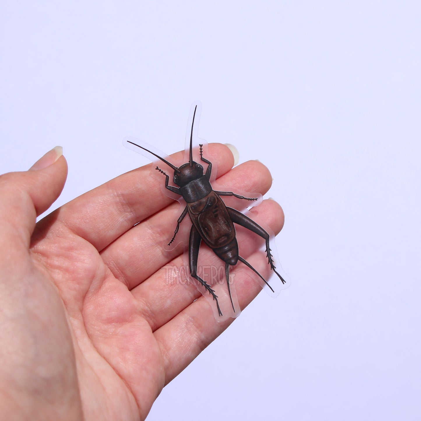 A hand holding a clear vinyl sticker of a dark field cricket.