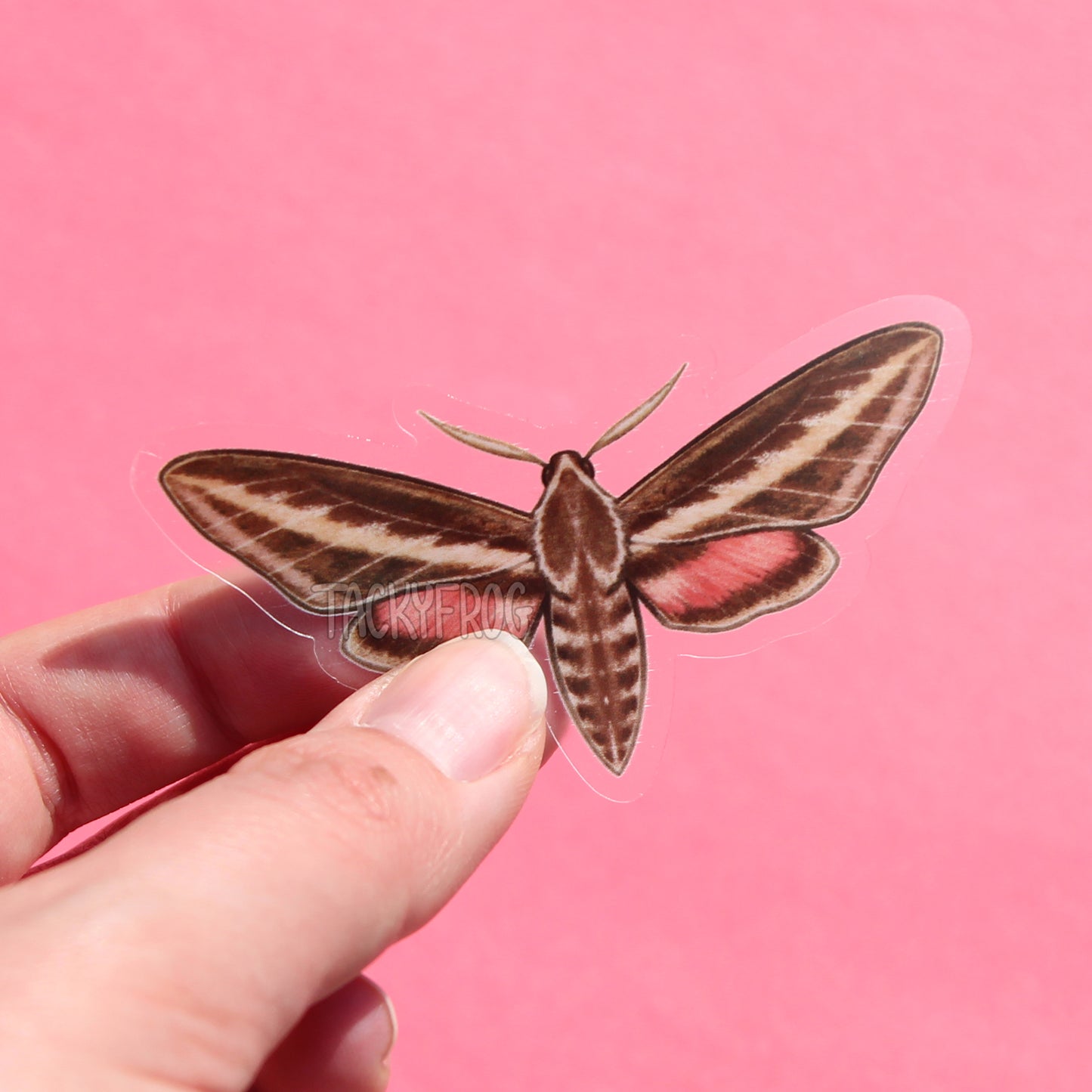 A clear vinyl sticker of a hummingbird moth.
