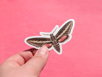 The hummingbird moth clear vinyl sticker with the white paper backing still on.