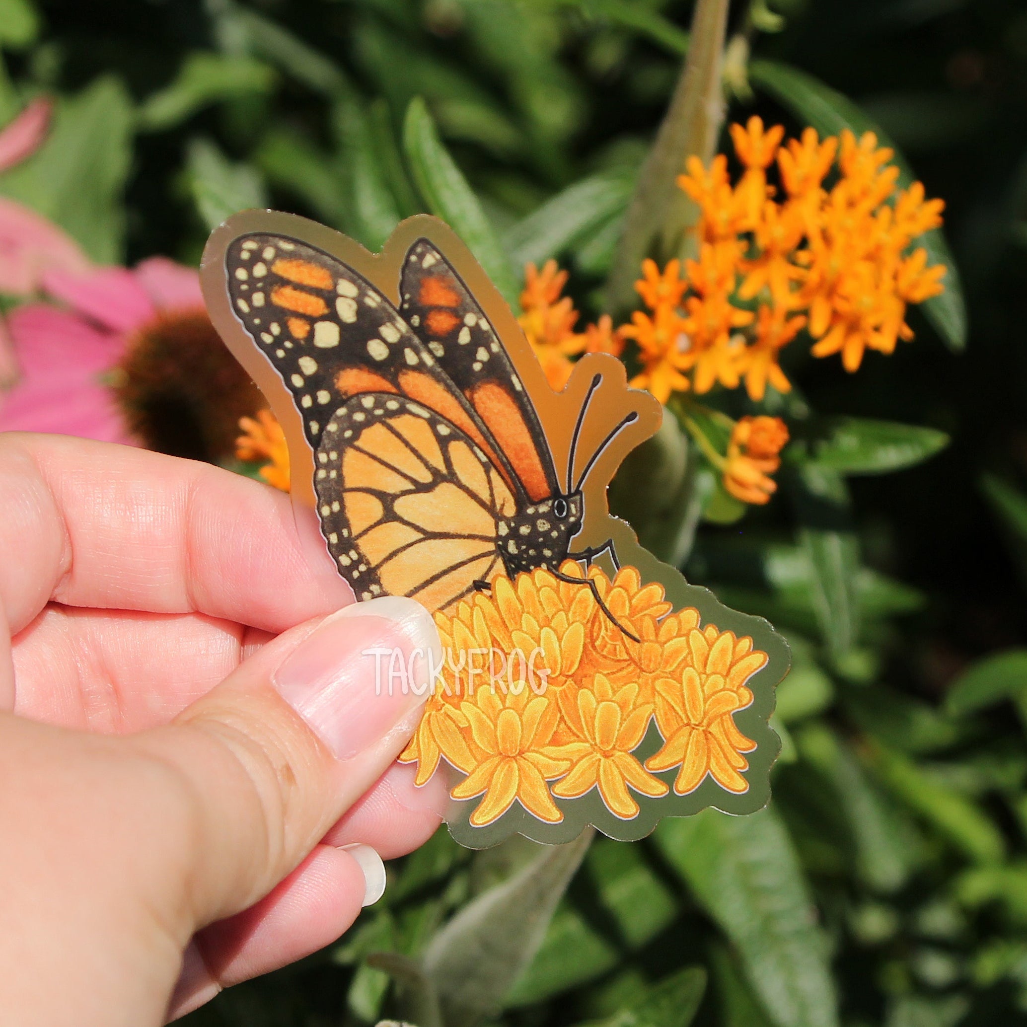 The monarch butterfly on orange milkweed clear vinyl sticker held in front of flowers, including real orange milkweed.