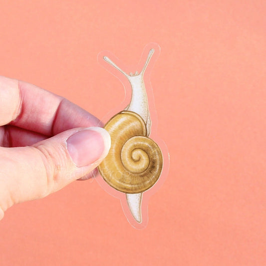 A clear vinyl sticker of a pale grove snail.