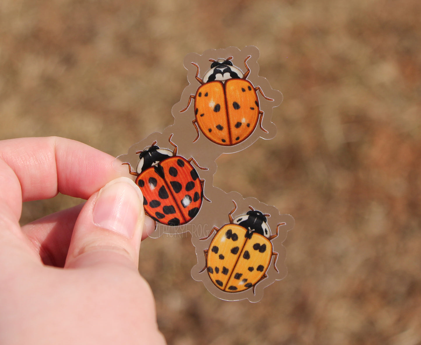 The clear vinyl sticker of three ladybugs held over dead grass.