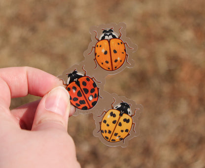 The clear vinyl sticker of three ladybugs held over dead grass.